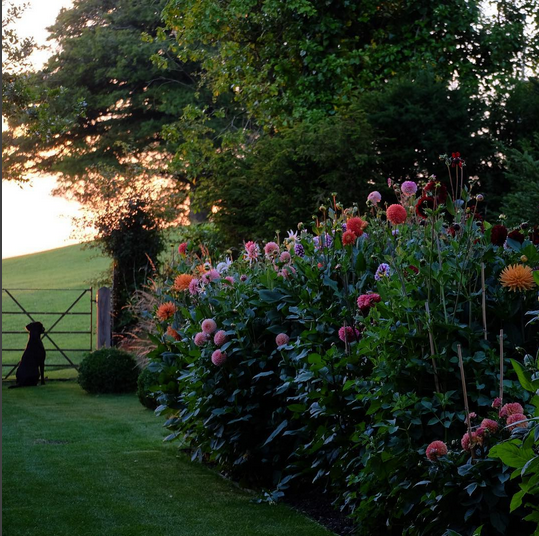 Charlie McCormick's Garden dog looking out the gate with dahlias flowers belle vivir
