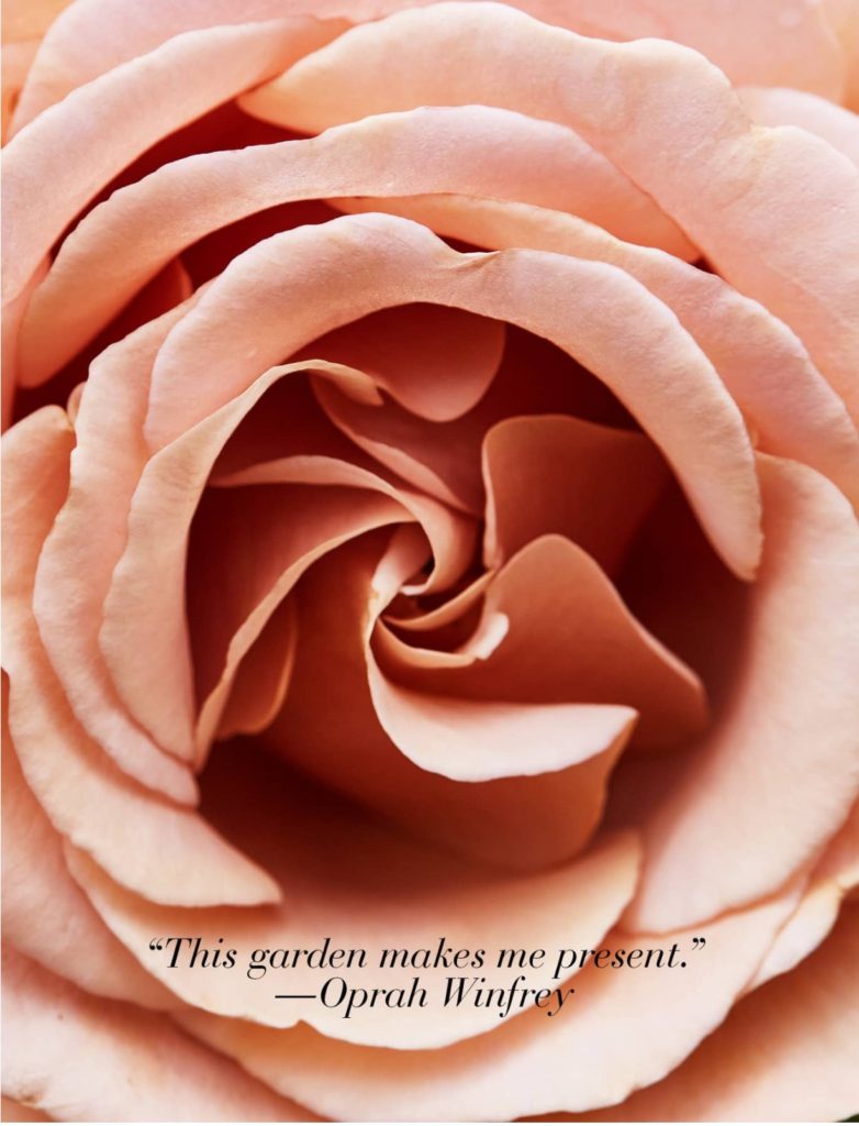 Oprah winfrey's rose garden 