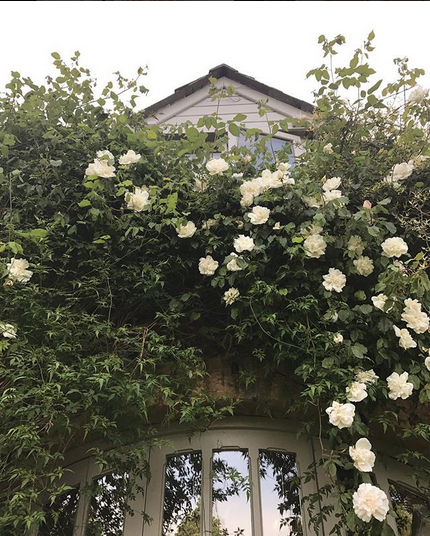 Amanda Brook garden roses via belle vivir