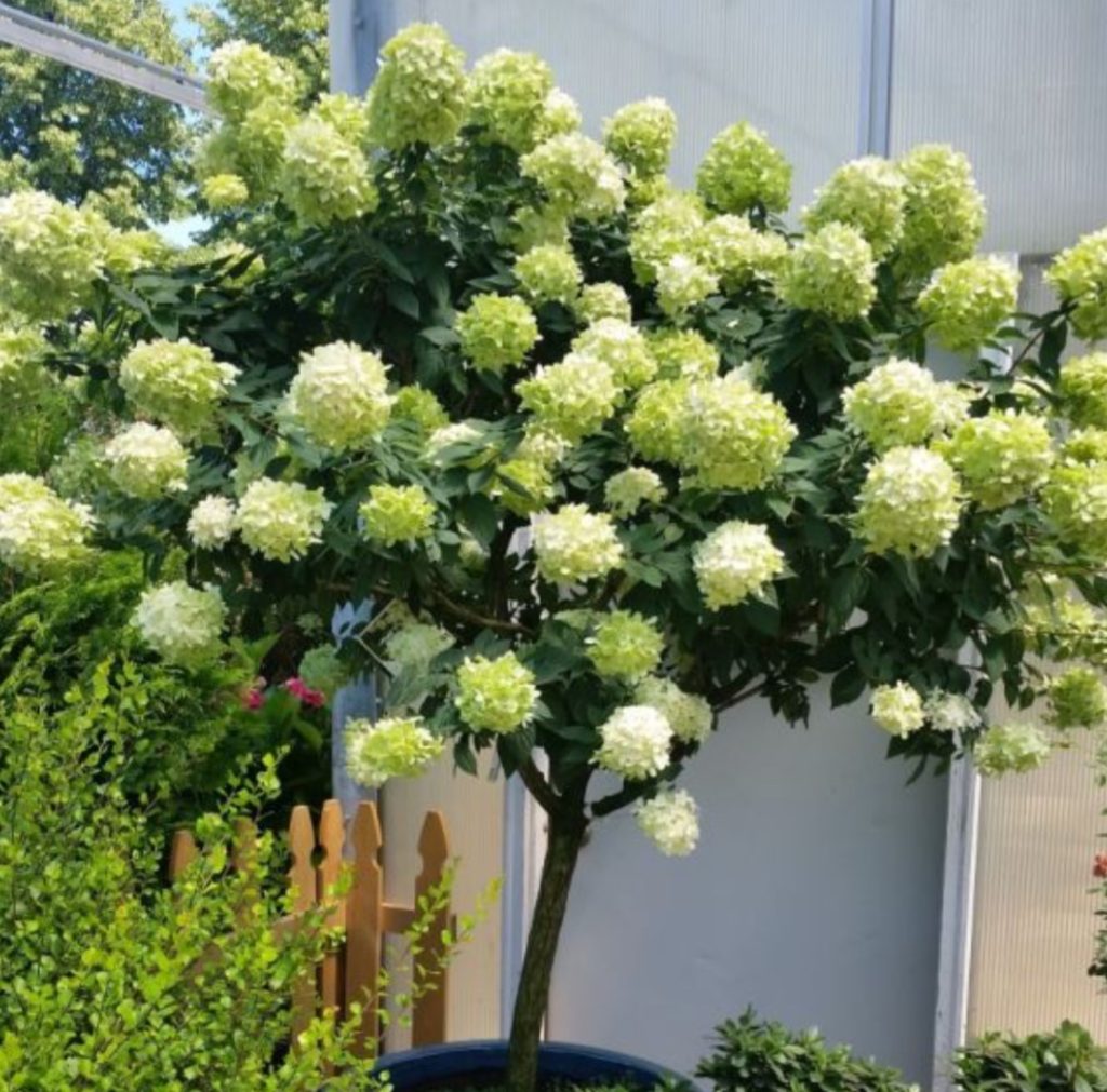 Tree hydrangea for sale