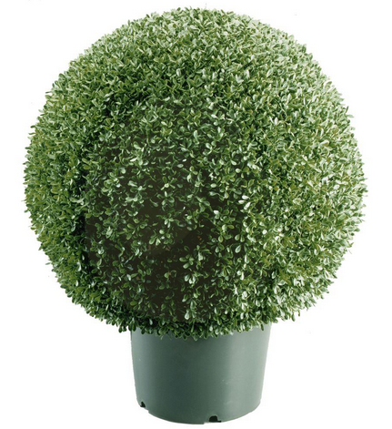 small ball shaped topiary