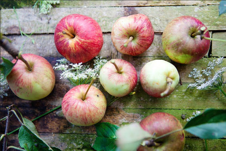 fall activities for family, apple picking,