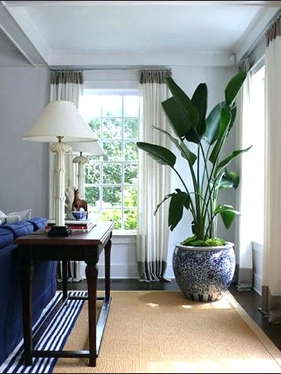 Make your home inviting, plant inside a living room