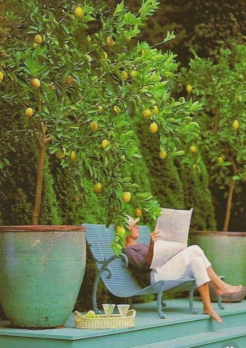 lemon trees by a pool