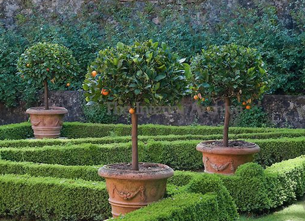 Lemon tree in terra cota planter in formal garden
