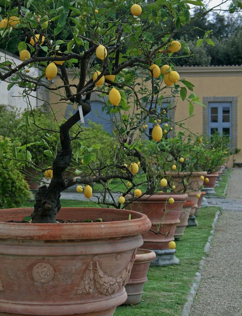 lemon trees potted