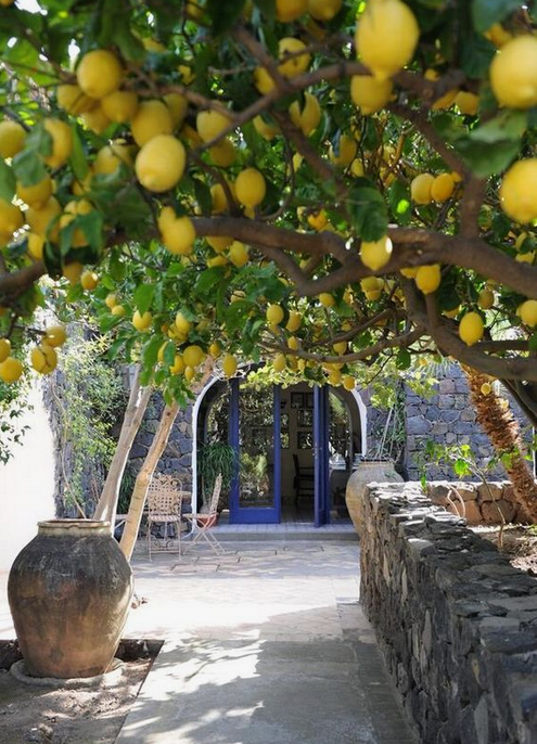 lemon tree walkway